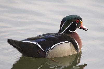 WoodDuck89.jpg
