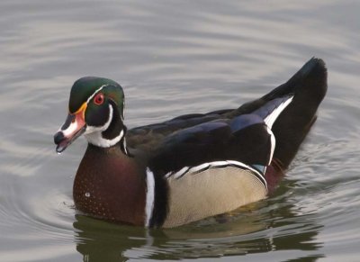 WoodDuck90.jpg
