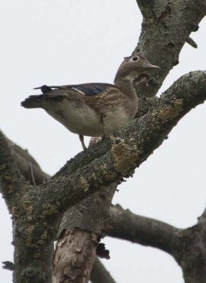 WoodDuck99.jpg