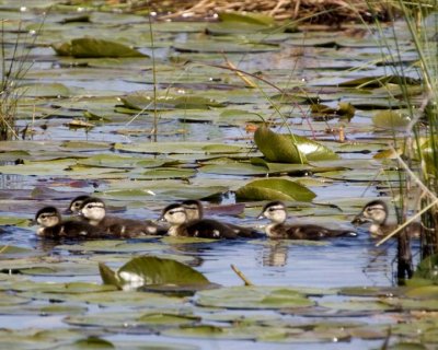 Dabbling Ducks