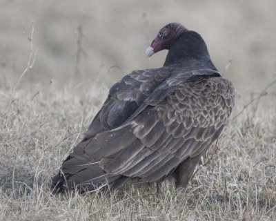 TurkeyVulture128.jpg