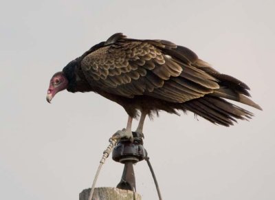 TurkeyVulture134.jpg