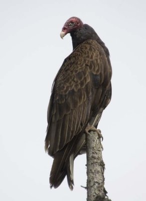 TurkeyVulture146.jpg