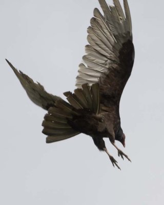 TurkeyVulture154.jpg