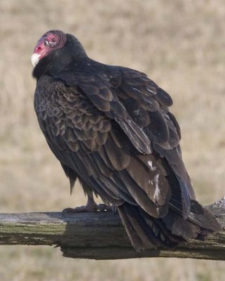 TurkeyVulture53.jpg