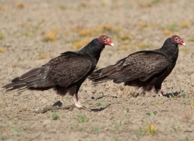 TurkeyVulture96.jpg