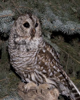 Northern Hawk Owls & Barred Owls