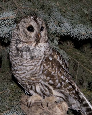 BarredOwl9.jpg