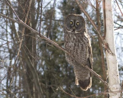 GreatGrayOwl20.jpg