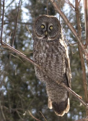 GreatGrayOwl21.jpg