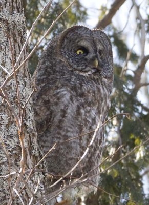 GreatGrayOwl24.jpg
