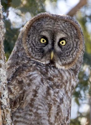 GreatGrayOwl25.jpg