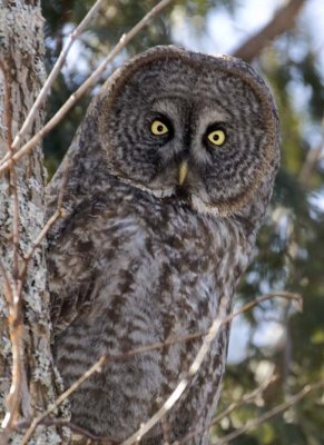 GreatGrayOwl26.jpg