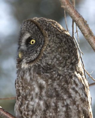 GreatGrayOwl2R.jpg