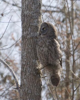 GreatGrayOwl3.jpg