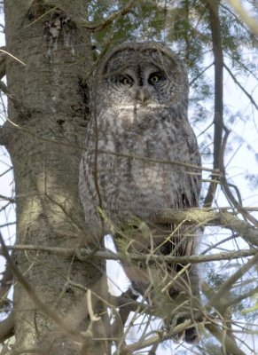 GreatGrayOwl31.jpg