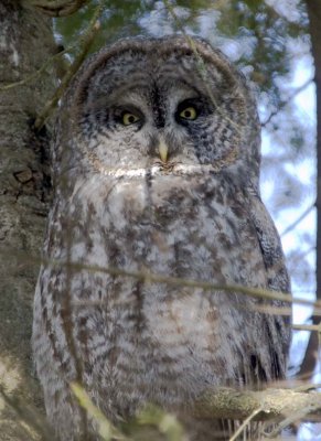 GreatGrayOwl32.jpg