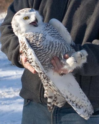 InjuredSnowyOwl2.jpg