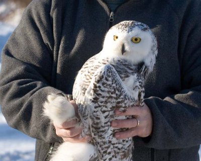 InjuredSnowyOwl4.jpg