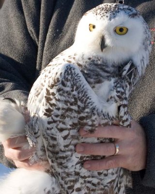 InjuredSnowyOwl6.jpg