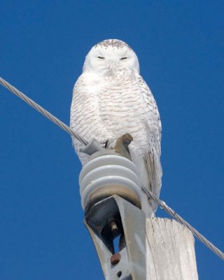 SnowyOwl12R.jpg