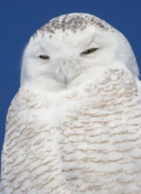 SnowyOwl16.jpg