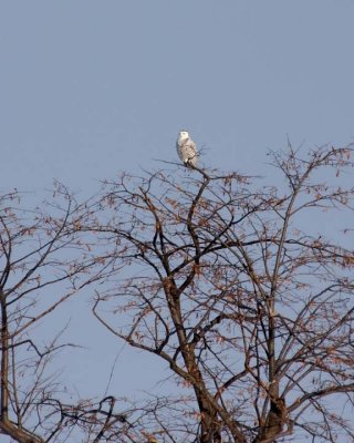 SnowyOwl17.jpg
