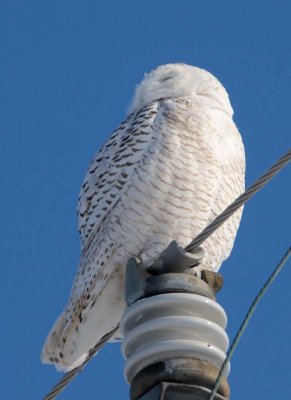 SnowyOwl18.jpg