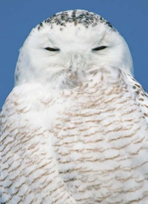 SnowyOwl19.jpg