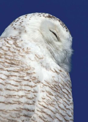 SnowyOwl20.jpg