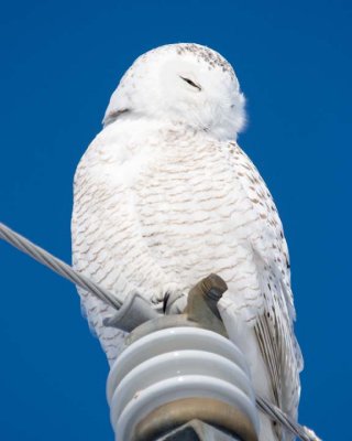 Snowy Owls & Great Gray Owls