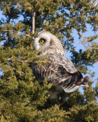 ShortEaredOwl101.jpg