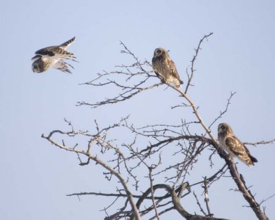 ShortEaredOwl104R.jpg