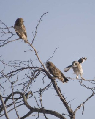 ShortEaredOwl105R.jpg