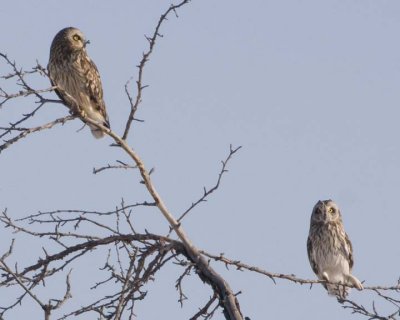 ShortEaredOwl106R.jpg
