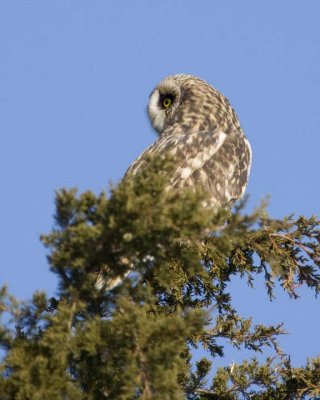 ShortEaredOwl107R.jpg