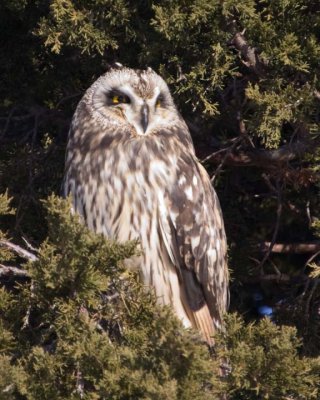 ShortEaredOwl108R.jpg