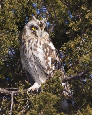 ShortEaredOwl109R.jpg