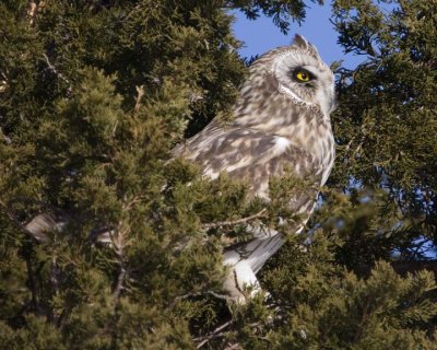 ShortEaredOwl110R.jpg