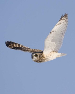 ShortEaredOwl113R.jpg