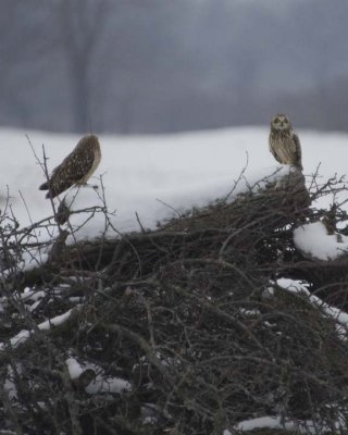 ShortEaredOwl130R.jpg