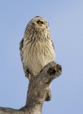 ShortEaredOwl139R.jpg