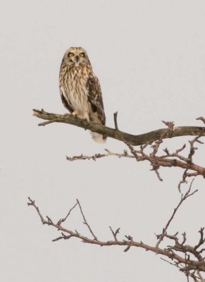 ShortEaredOwl151.jpg