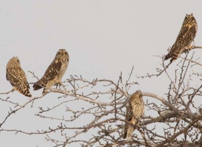 ShortEaredOwl152.jpg