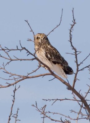 ShortEaredOwl157.jpg