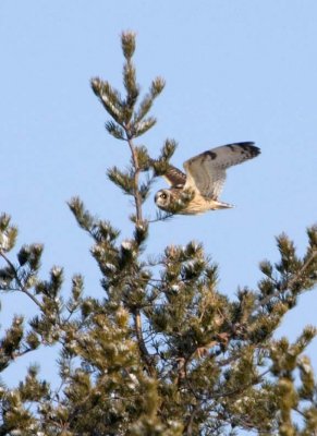 ShortEaredOwl158.jpg