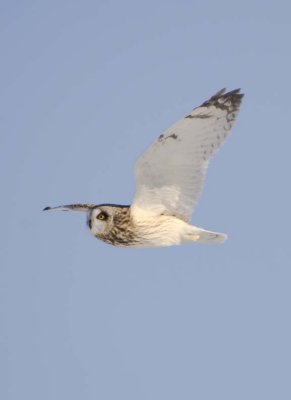ShortEaredOwl162.jpg