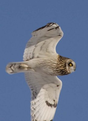 ShortEaredOwl163.jpg