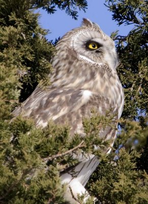 ShortEaredOwl164.jpg