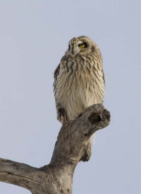 ShortEaredOwl167.jpg